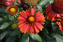Load image into Gallery viewer, Gaillardia 'SpinTop™ Yellow Touch'