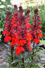 Load image into Gallery viewer, Lobelia 'Starship Scarlet'