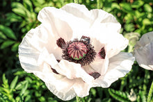 Load image into Gallery viewer, Poppy (Papaver) 'Royal Wedding'