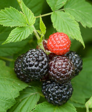 Load image into Gallery viewer, Black Raspberry 'Jewell'