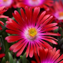 Load image into Gallery viewer, Delosperma 'Jewel of Desert Garnet'