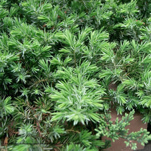 Load image into Gallery viewer, Juniper 'Blue Pacific'