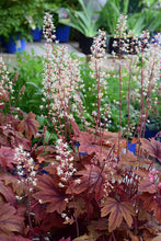 Load image into Gallery viewer, Heucherella 'Sweet Tea'