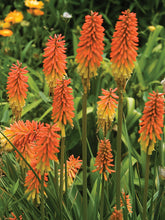 Load image into Gallery viewer, Kniphofia 'Flamenco' (Red Hot Poker)
