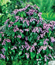 Load image into Gallery viewer, Pieris 'Katsura'