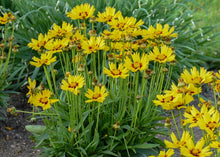 Load image into Gallery viewer, Coreopsis 'SunKiss'