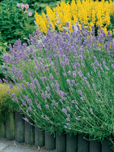Load image into Gallery viewer, Lavender 'Munstead'