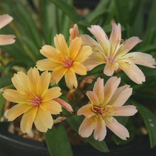 Load image into Gallery viewer, Lewisia 'Little Peach'