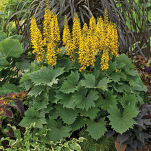 Load image into Gallery viewer, Ligularia 'The Rocket'
