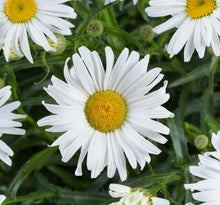 Load image into Gallery viewer, Leucanthemum 'Lucille Grace'
