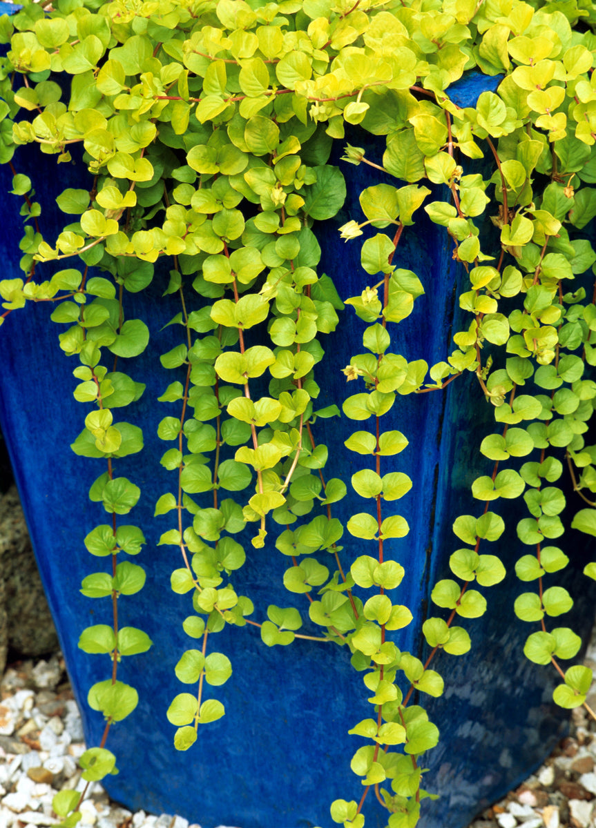 Creeping Jenny BloomBox