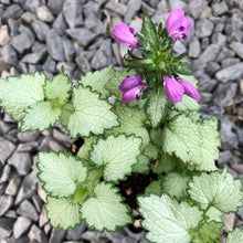 Load image into Gallery viewer, Lamium 'Ghost'