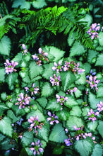 Load image into Gallery viewer, Lamium 'Orchid Frost'