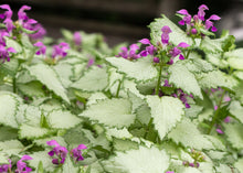 Load image into Gallery viewer, Lamium 'Ghost'