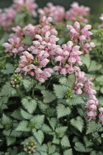 Load image into Gallery viewer, Lamium 'Pink Pewter'