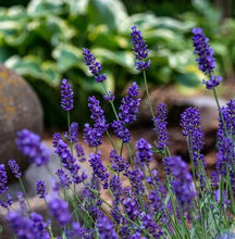 Load image into Gallery viewer, Lavender 'Big Time Blue'