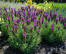 Load image into Gallery viewer, Lavender 'Primavera'