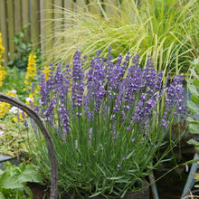 Load image into Gallery viewer, Lavender 'Big Time Blue'
