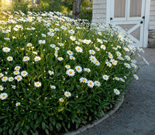Load image into Gallery viewer, Leucanthemum 'Becky'