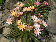 Load image into Gallery viewer, Lewisia 'Little Peach'