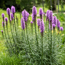 Load image into Gallery viewer, Liatris spicata