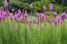 Load image into Gallery viewer, Liatris spicata