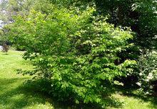 Load image into Gallery viewer, Spicebush