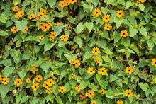 Load image into Gallery viewer, Thunbergia Vine