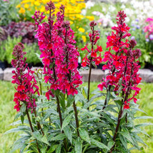 Load image into Gallery viewer, Lobelia 'Starship Burgundy'