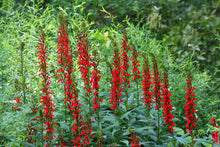 Load image into Gallery viewer, Lobelia cardinalis