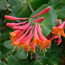 Load image into Gallery viewer, Lonicera 'Magnifica'