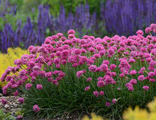 Load image into Gallery viewer, Armeria 'Splendens'