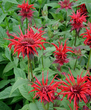 Load image into Gallery viewer, Monarda 'Jacob Cline'