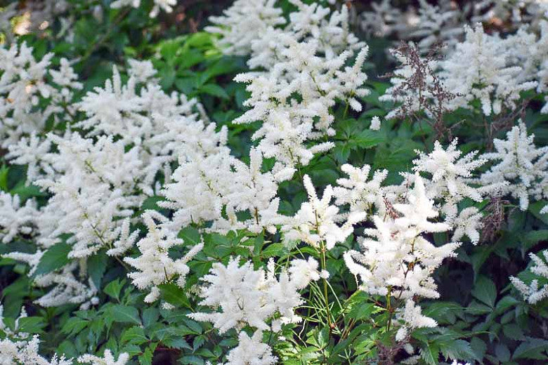 Astilbe 'Bridal Veil' BloomBox