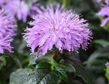 Load image into Gallery viewer, Monarda 'Blue Moon'