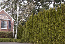 Load image into Gallery viewer, Arborvitae 'Emerald Green'