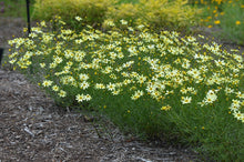 Load image into Gallery viewer, Coreopsis 'Moonbeam'