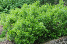 Load image into Gallery viewer, Myrica pensylvanica (Northern Bayberry)