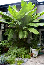 Load image into Gallery viewer, Musa Basjoo (Japanese Hardy Banana)