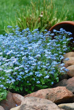Load image into Gallery viewer, Myosotis 'Mon Amie Blue'