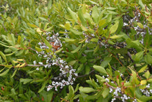 Load image into Gallery viewer, Myrica pensylvanica (Northern Bayberry)