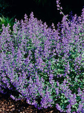 Load image into Gallery viewer, Nepeta 'Dropmore Hybrid'