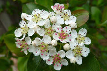 Load image into Gallery viewer, Black Chokeberry