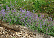 Load image into Gallery viewer, Nepeta 'Early Bird'