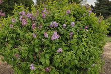Load image into Gallery viewer, Lilac 'New Age Lavender'