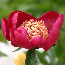 Load image into Gallery viewer, Peony 'Nippon Beauty'