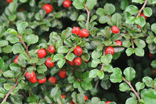 Load image into Gallery viewer, Cotoneaster 'Cranberry'