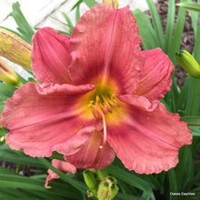 Load image into Gallery viewer, Hemerocallis 'Rosy Returns' (Daylily)