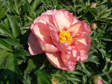 Load image into Gallery viewer, Peony 'Itoh Old Rose Dandy'