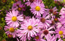 Load image into Gallery viewer, Aster 'Wood's Pink'